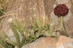 Caralluma umbellata